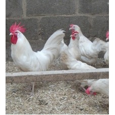 WHITE LEGHORN  HENS WITH PURE BRED WHITE LEGHORN COCKEREL. Laying a cream coloured egg